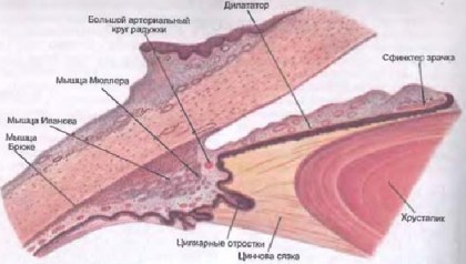 ciliarnoe-telo.jpg.pagespeed.ce.l6wcuorcjk